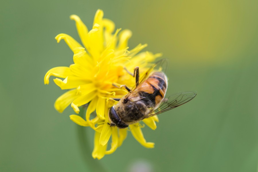 bee, insect, flower, yellow, close-up, nature, pollen,