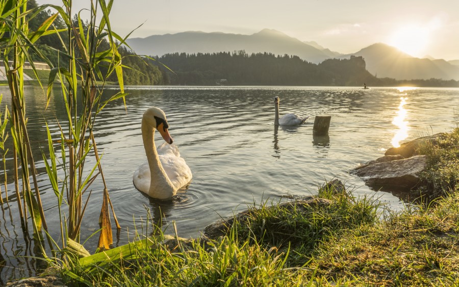 swan, bird, animal, landscape, nature, lake, morning, coast, swans,