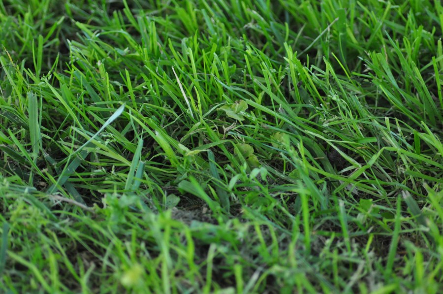 Grass, Green, Texture, Textures 