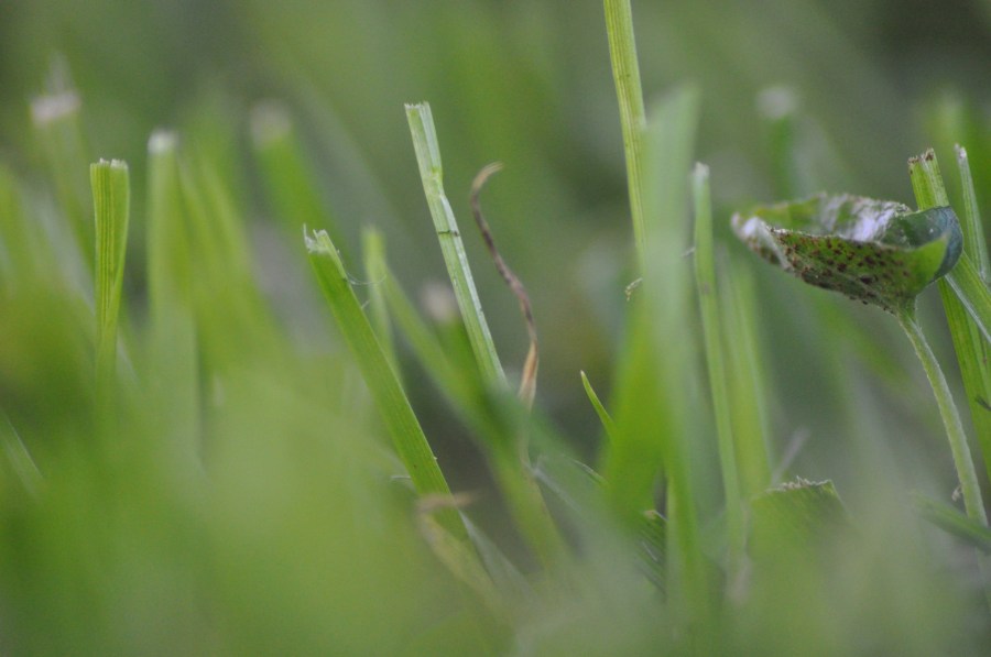 Grass, Green, Texture, Textures 