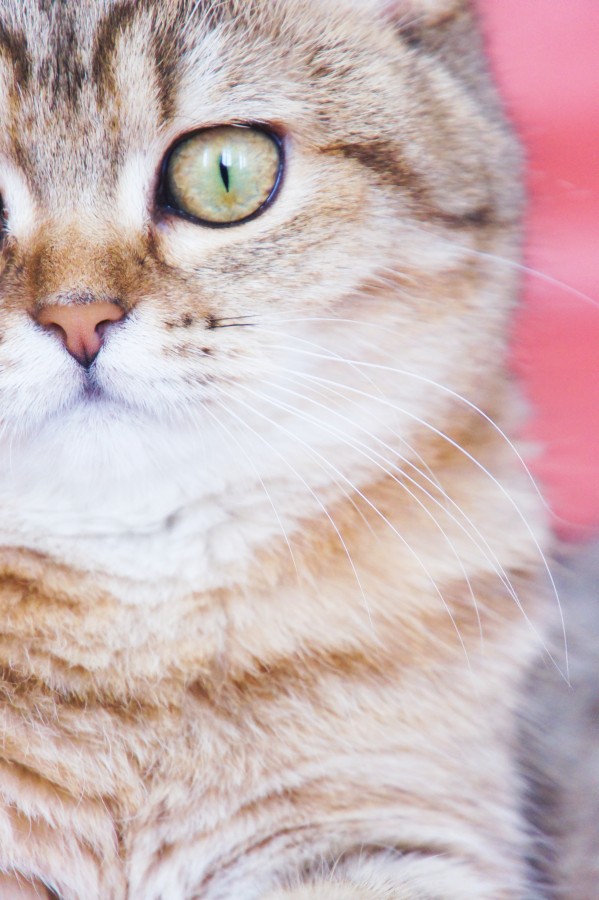 animal, cat, front view, eyes, brown, pet, feline,