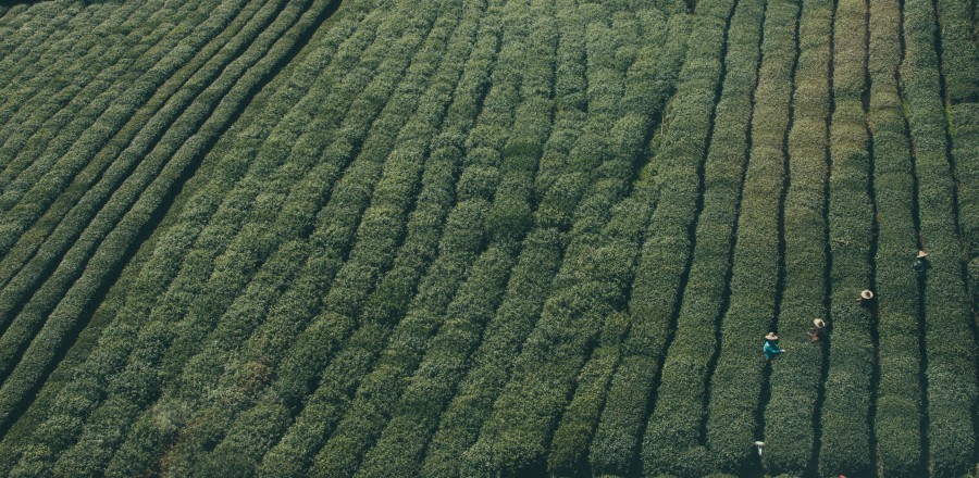 cultivation field, planting, green, aerial view, people, group of people, work, working, rural, rural scene, groove, farming, green, 