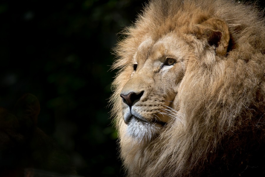 lion, wild animal, animal, majesty, wild, zoo, fauna, tawny, animal portrait, africa, african, feline, felines, eyes, face, portrait ,