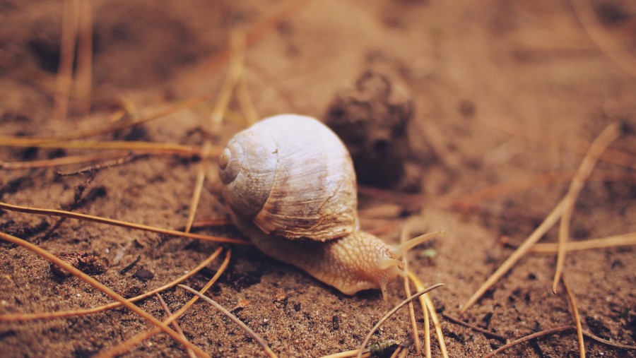 snail, invertebrate, animal, closeup, nature,
