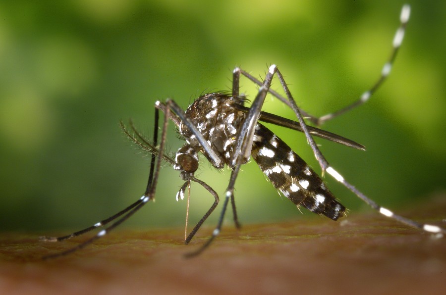 mosquito, bite, blood, itching, dengue, transmission, disease, insect, detail, 