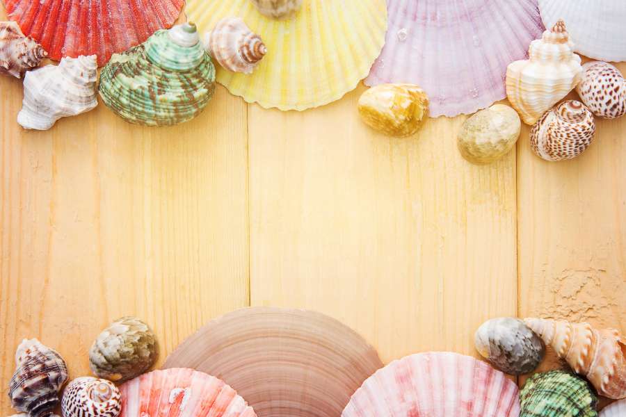art, background, board, Clam, clean, cockle, cockleshell, collection, colorful, concept, conch, cover, creative, decoration, design, flatlay, light, ornament, seashells, shellfish, shells, souvenir, summer, texture, vacation, wallpaper, wooden