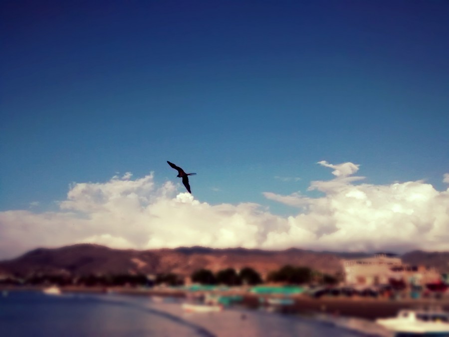 Puerto Lopez, Ecuador, landscape, bird, seagull, pelican, coast, pacific, latin america, latin,