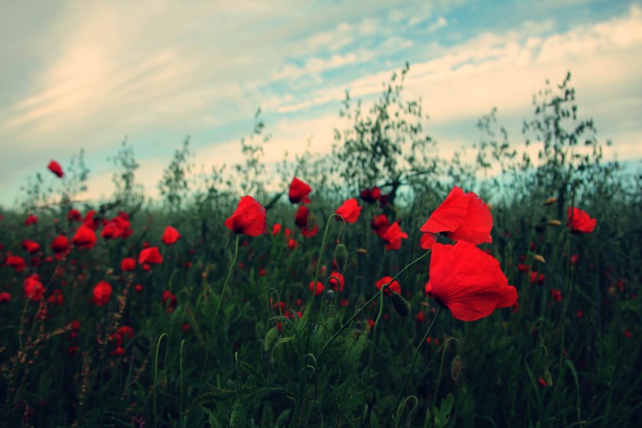 Nature, flower, flowers, red, field, landscape, day, exterior, sky, background, background,