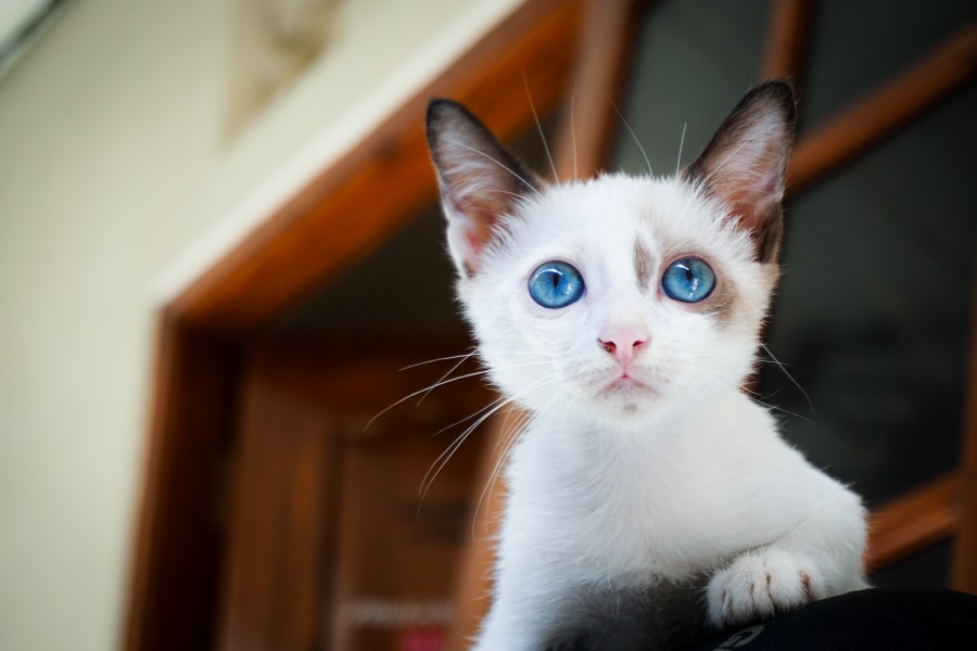 Kitten, cat baby, young animals, aggressive, hunt, cat, Skins, lovely, animals, carnivores, cute, fluffy, Hair, baby, mammal, paw, pets, playful, portrait, Thoroughbred, curious, wanted, free photos, Free images, domestic cat, animal head, portrait, Domestic Cat, Cute, Kitten, Animal, Photography, Looking At Camera, Domestic Animals, Young Animal, Color, Day, Horizontal, Indoors, Pets, No People, Animal Eye, Animal Body Part, Animal Themes, An animal, adorable, cute, pet, furry, mane, Colors, hairs, stripes, feline, pussycat, micifuz, michino, madrileño

