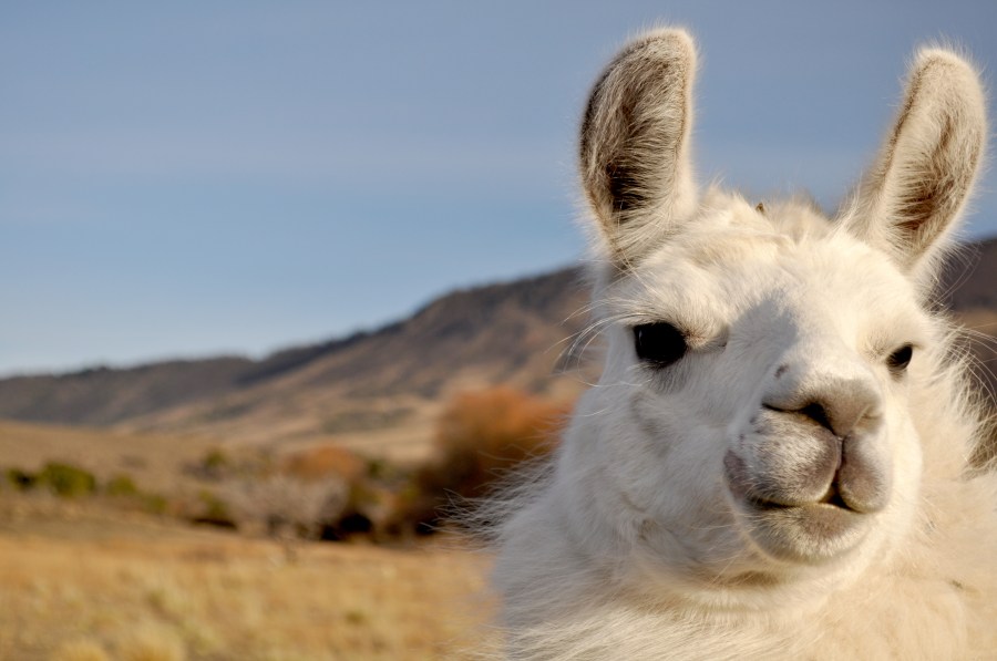 animal, llama, latin america, latin, Patagonia, one, white, day, exterior, fur, hair, typical, cattle, wool, landscape, Argentina, South America,