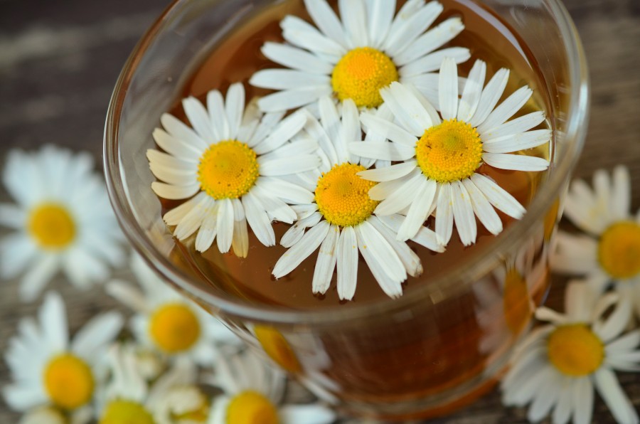 Chamomile, Tea, remedy, natural, hot, drink, flower, medicine,