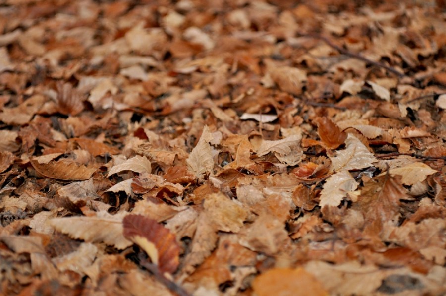background, background, leaf, leaves, dry, dry, dry, autumn, brown, stack, exterior, garden, 
