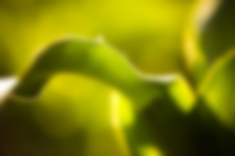 nature, tree, green, background, blur,