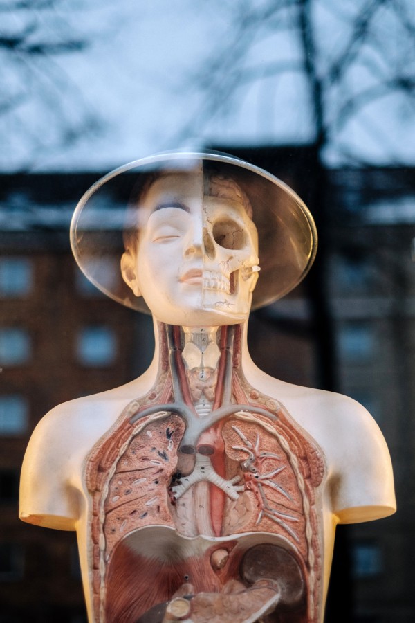 manikin, fashion, body, interior, education, medicine, glass, skeleton, organs, science,