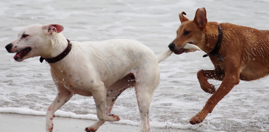 Tail, tails, water, beach, running, playing, white, brown, Pet, Dog, Animal, Cute, Portrait, Cut Out, Cheerful, Looking At Camera, Studio Shot, Mouth Open, Color, Carefree, Animal Mouth, One Animal, Photography, Animal Body Part, Fur, mane, adorable, tender, sweet, playful, kind, friend, faithful friend, faithfulness, Tenderness, pet, pet, family, Pets, animals, breeds, thoroughbred, mongrel, cheerful, sympathetic, nice, cuddly, loving, Hound, puppies, Images, free images, photography, free