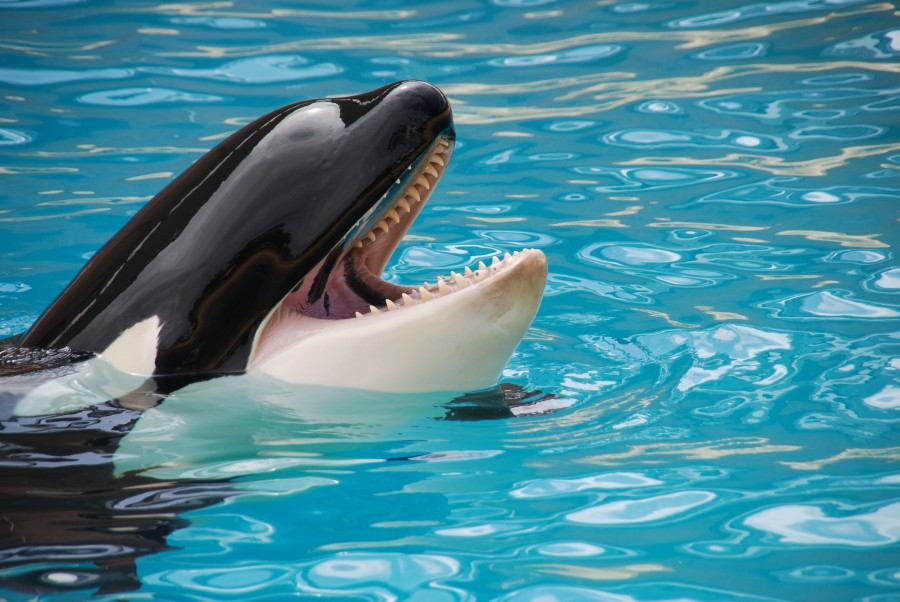 orca, animal, aquarium, marine, mouth open,