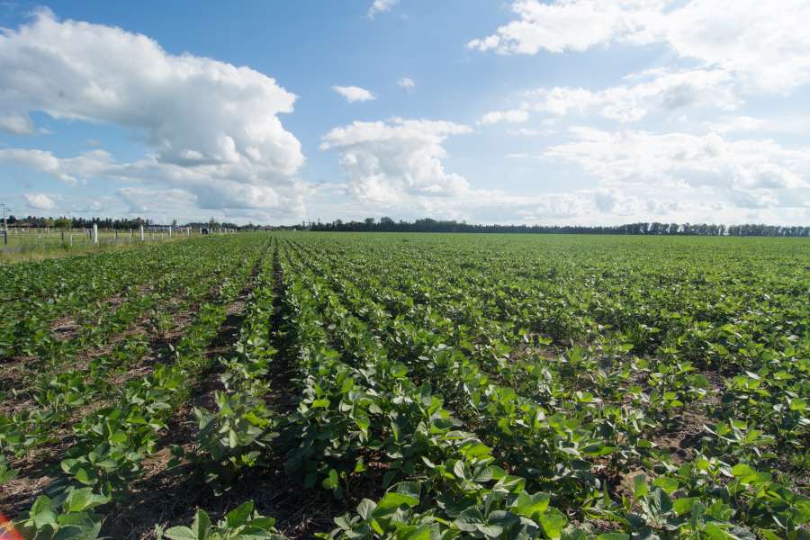 soybean, crop, field, rural, day, plantation, nobody, landscape, industry, nature, summer, latin america, argentina, plants, 