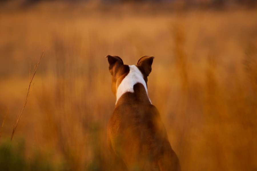 duck, animal, hunt, dog, pet, sport, field, autumn, hunter, beautiful, game, recreation, command, water, canine, mallard, brown, drake, grass, wet, goose, color, fall, wildlife, obedient, wing, feathers, training, outdoors, labrador, retrieve, retriever, fowl, shooting, working, flyway, sitting, challenge, standing, conservative, conservation, hunting, bird, nature
