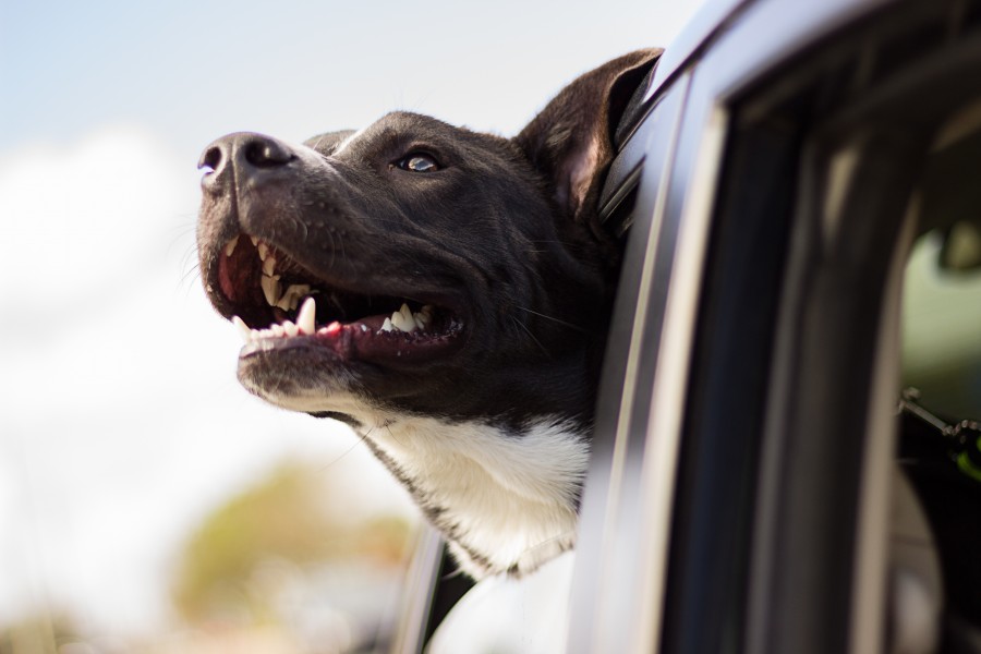 dog, pet, wind, window, auto, car, travel, travel, transportation, joy, hd wallpaper, 4k wallpaper