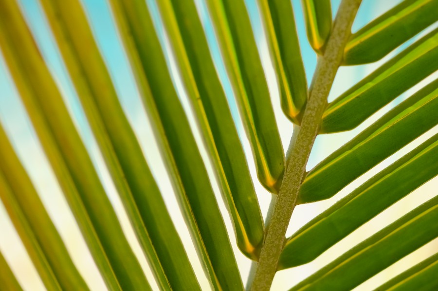Ed Gregory, Stock Photography, Stock Photos, Stokpic, Trees, abstract, background, closup, green, leaf, lines, palm, palm tree, plant, shapes, sun, travel, 