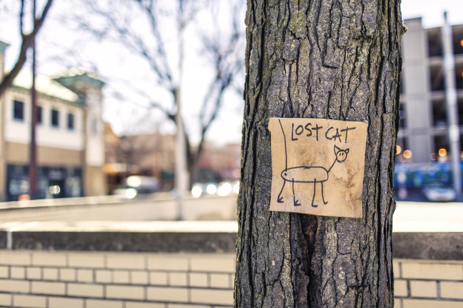 humorous, funny, poster, cat, lost, city, town, search, joke, 