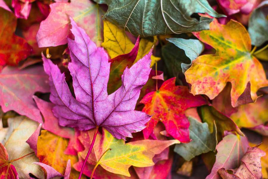 Leaf, Purple, Fall, Red, Orange, Autumn, Color, Maple, Leafe, Nature, Season, Changing Leafe, wallpaper 4k 