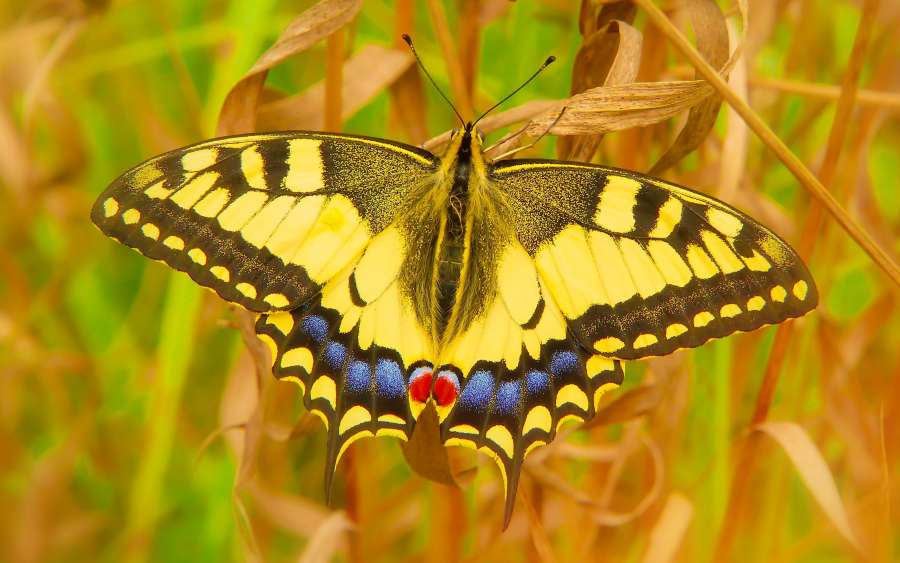 flower, butterfly, garden, macro, nature, beauty, spring, insect, wild, closeup, wing, detail, beautiful, bright, color, summer, blossom, animal, background, natural, plant, environment, wildlife, monarch, meadow, romantic, tranquil, scene, butterfly wings, butterfly flower, sunlight, fragility, fresh, vivid, fragile, peace, vegetation, 