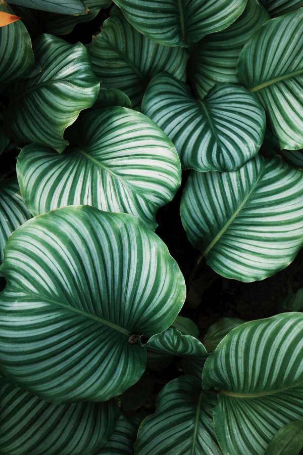 plant, green, leaf, background, foliage, nature, jungle, tropical, summer, tree, exotic, natural, decoration, pattern, design, garden, botanical, palm, texture, forest, abstract, art, floral, vintage, spring, tropic, wallpaper, monstera, beautiful, hawaii, illustration, isolated, branch, dark, white, beauty, colorful, closeup, print, botany, vector, flora, philodendron, fresh, decorative, greenery, backdrop, frame, color, black