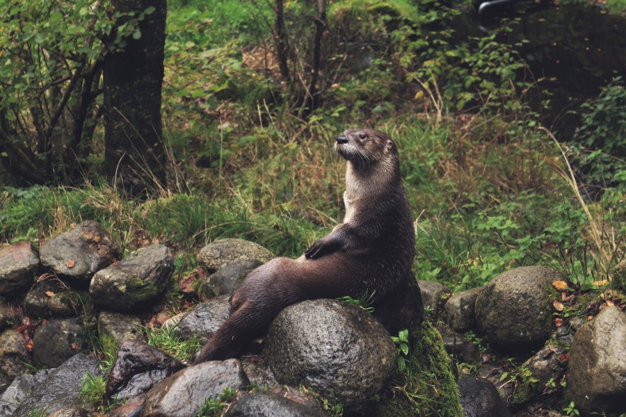 animal, animals, beaver, one, woods, sit, relax, calm,