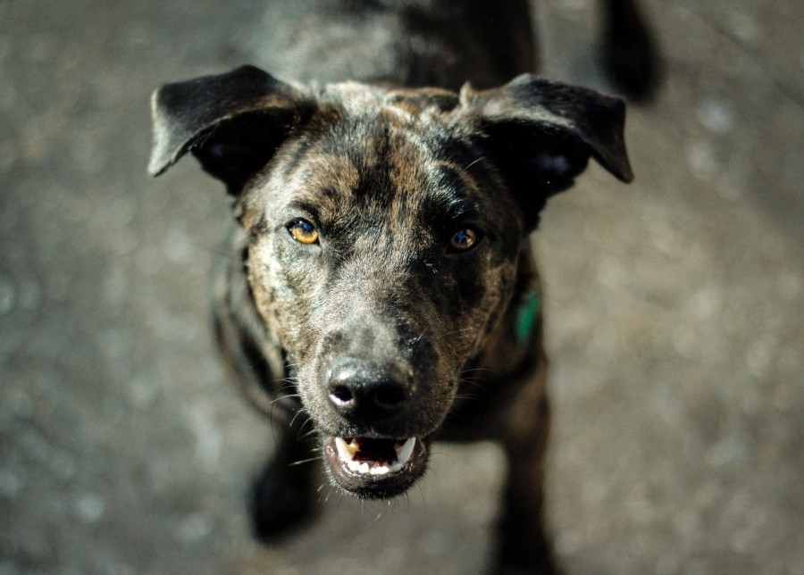 dog, black, animal, front view, looking at the camera, pet,