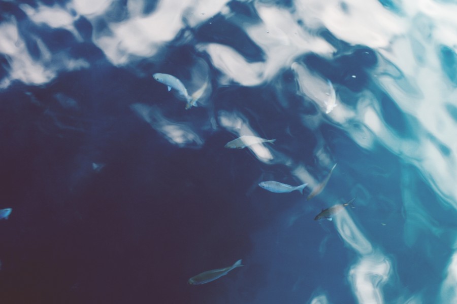 aquarium, background, background, water, fish, fish, marine, aquarium, close-up, wildlife, nature,