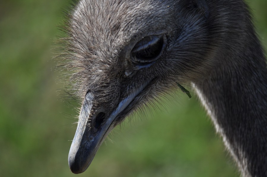 Ostrich, animal, bird, eye, feathers, plumage, beak, fast, speed, Africa, African, Height, Animal, Beautiful, Bird, Ostrich, Bird, Head, Conservation, Conserve, Neck