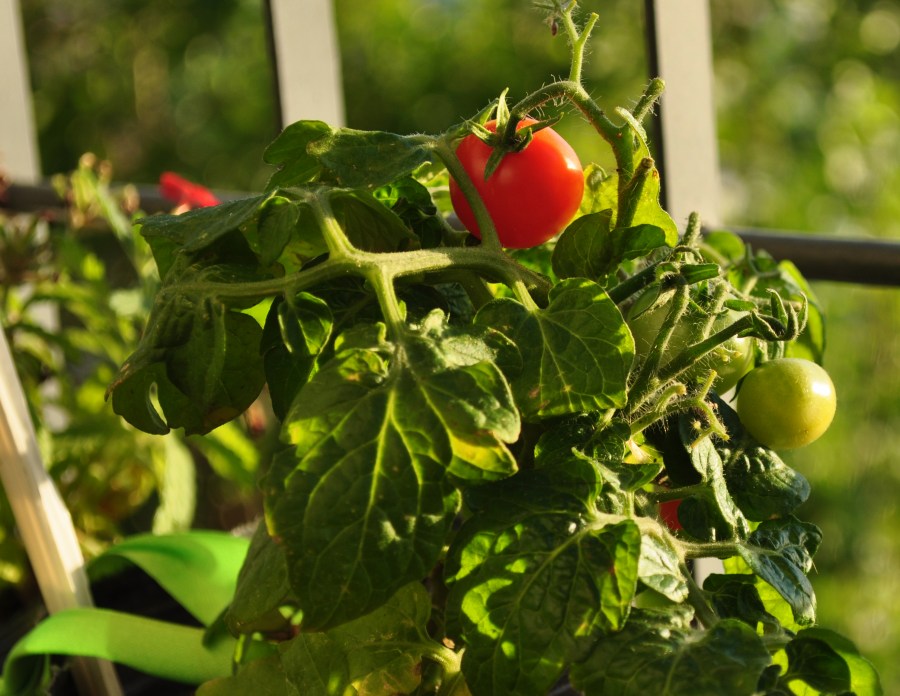 plant, tomato, cherry, red, fruit, exterior, day, garden,