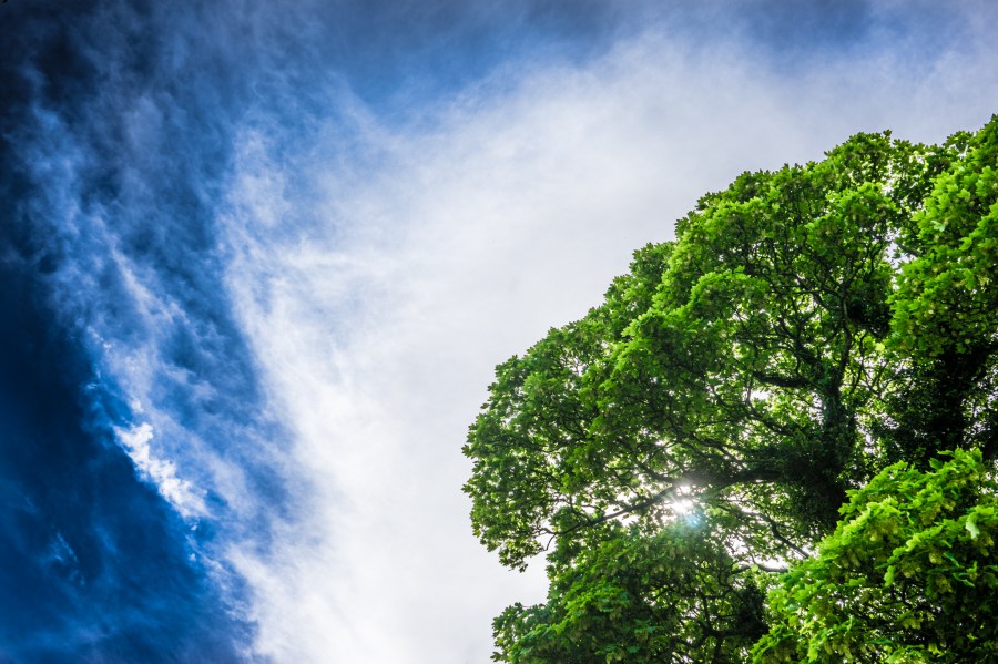 landscape, sky, green, tree, trees, light, lights, storm, nature, background, background, day, contrast, color, colors, cloud, clouds, 