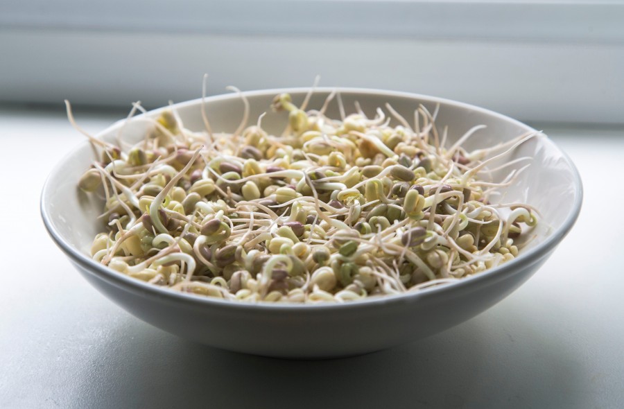 bean sprouts, food, sprouts, healthy, vegan, food, dish, food,