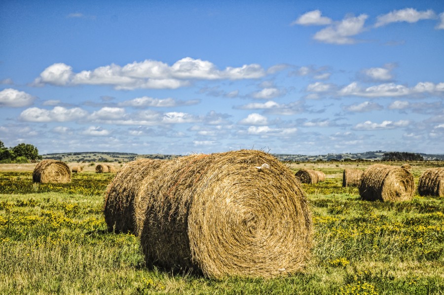 Bale, field, garzon, Uruguay, bulge, bullet, cabuya, tamale, calar, strap, drop, paca, sky, landscape, country, pasture