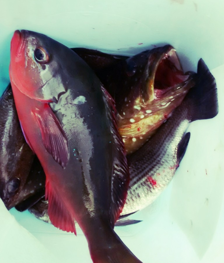 Fishing, fish, cod, beautiful, tropical, caribbean,