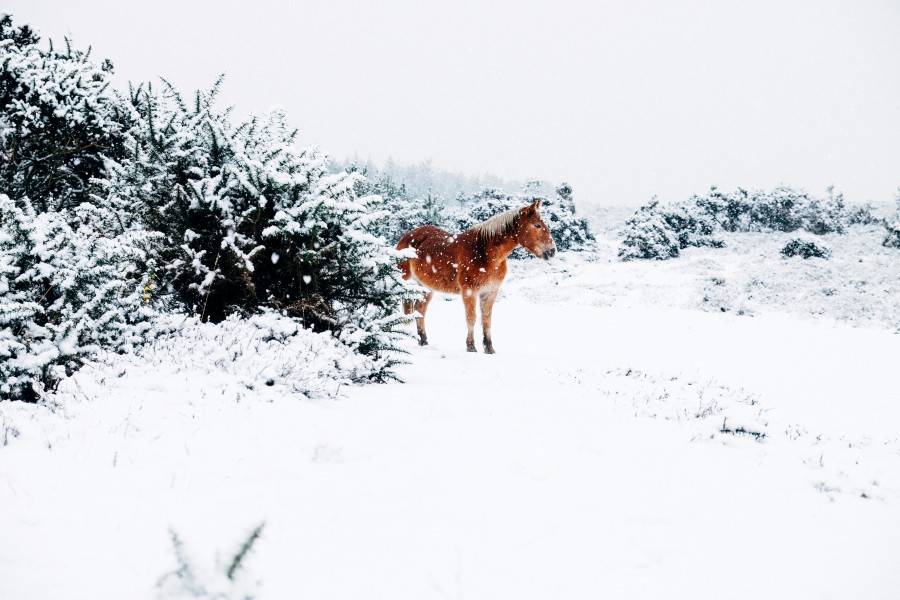 snow, horse, animal, cold, winter, one, landscape,