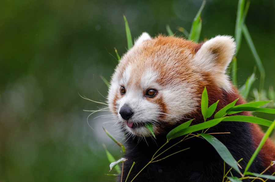 red bear, bear, animal, wild, forest,
