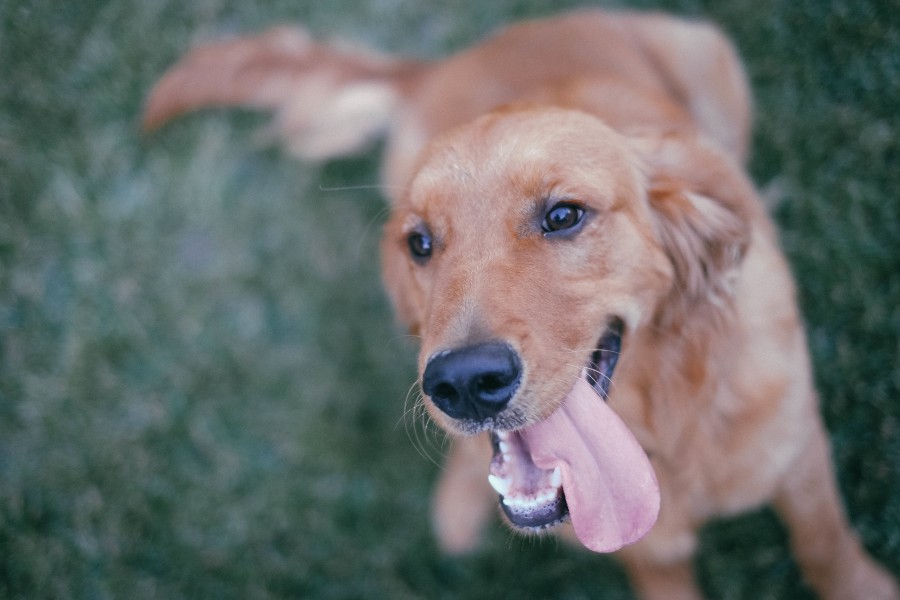 dog, animal, outdoor, pet, golden retriever, tongue,