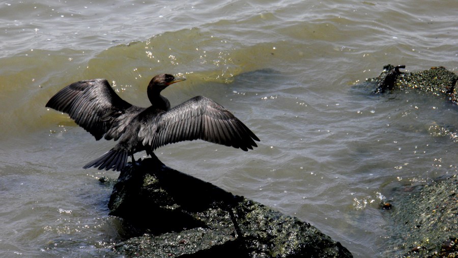 Ave, Rio de la Plata, wings, bird 