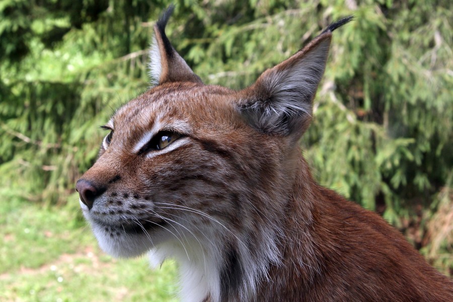 lynx, feline, animal, one, wild, jungle,