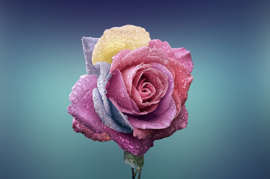 flower, color, color, concept, modification, genetic, cool, colorful, spring, pink, petals, fresh, freshness, concept, composition, creation, dna,