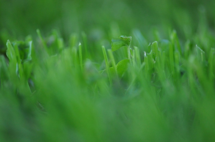 Grass, Green, Texture, Textures 