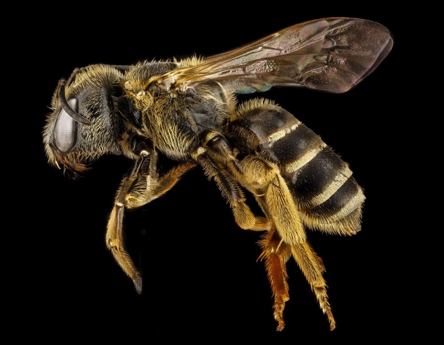 bee, black background, bug, flying, wasp,