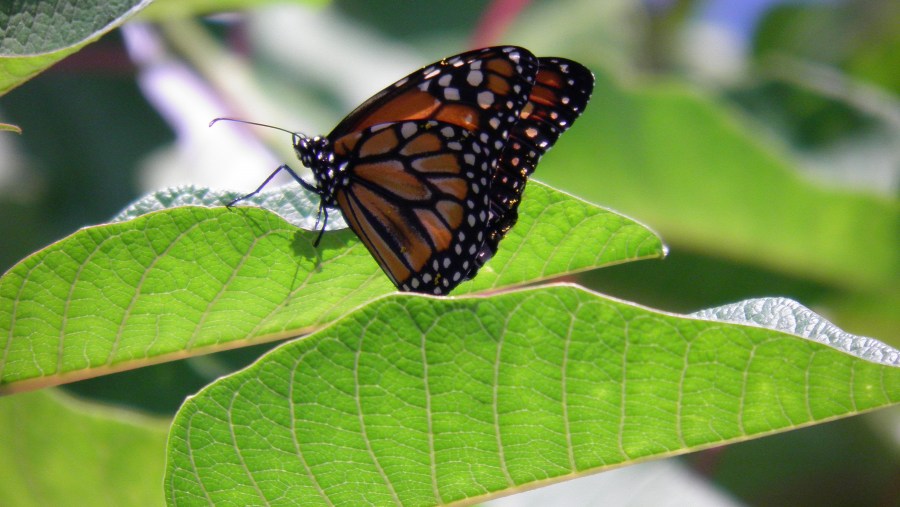 Butterfly, insect, flying, bud, spring leaf green 