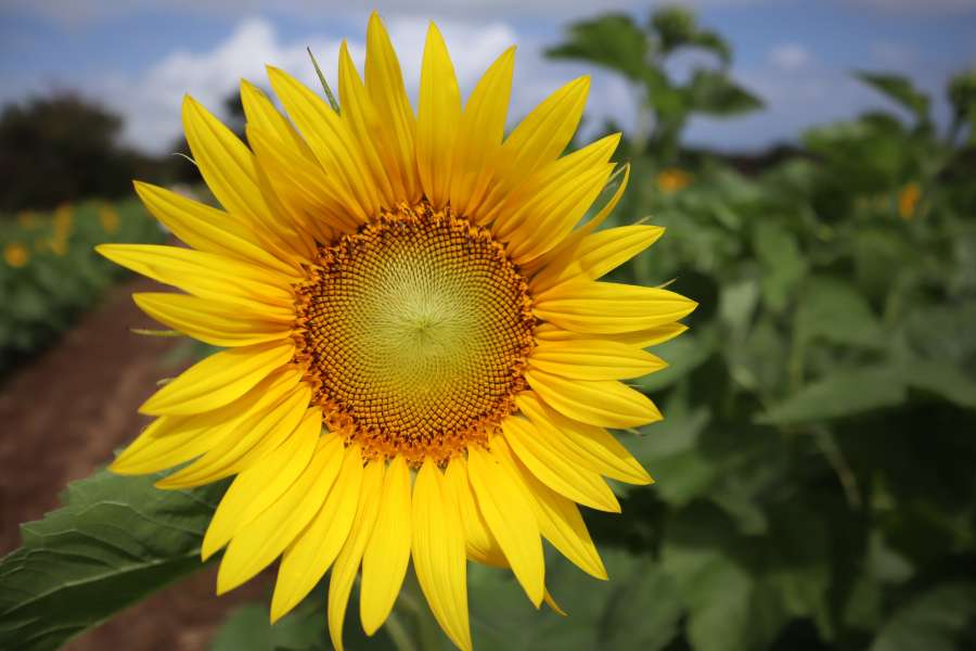 plantation, yellow, agriculture, sunflower, summer, flower, nature, plant, natural, blossom, floral, bright, background, field, green, leaf, sunny, flora, beautiful, blooming, growth, beauty, pollen, organic, spring, botany, farm, sun, sunlight, closeup, outdoor, colorful, orange, botanical, season, crop, garden, sky, landscape, meadow, seed, vibrant, circle, petal, oil, petals, close-up, round, rural, country