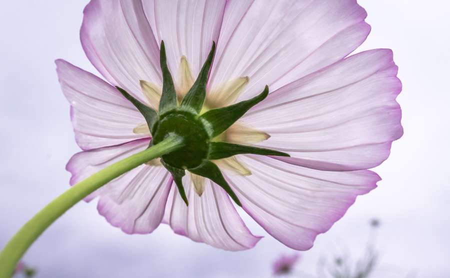 blue sky, beautiful cosmos, cosmos flower, beautiful, blue, bright, cosmos, flower, single, asteraceae, asteral, asteroideae, blooming, flower, close-up, colorful, coreopsideae, environment, flora, fresh, garden, macro, morning
