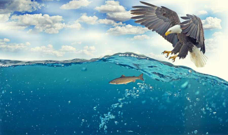 bird,fish,hunting,animal,animals,fisherman,fishing,flying,nature,outdoors,people,themes,water,wild,wildlife,wings,clouds,blue sky,cloudy