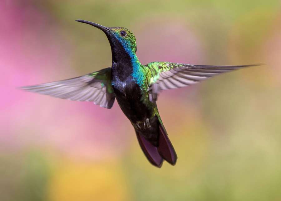 animales, colibrí, aviar, ave, plumas, vuelo, mosca, fondos de pantalla hd, iridiscente, macro, naturaleza, silvestre